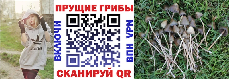 маркетплейс формула  магазин    Нурлат  Псилоцибиновые грибы GOLDEN TEACHER 